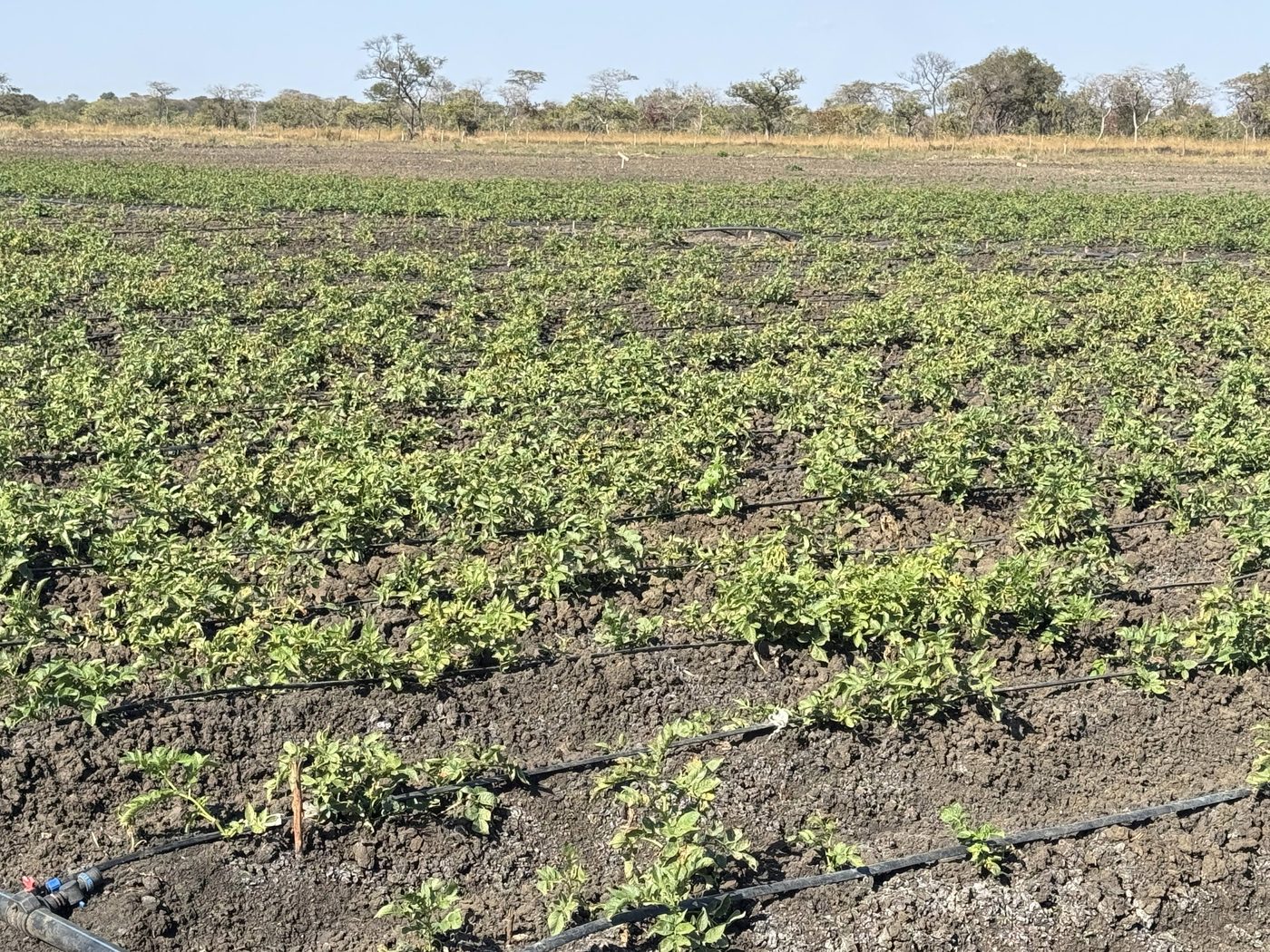 Healthy potato field at Pateer Farm