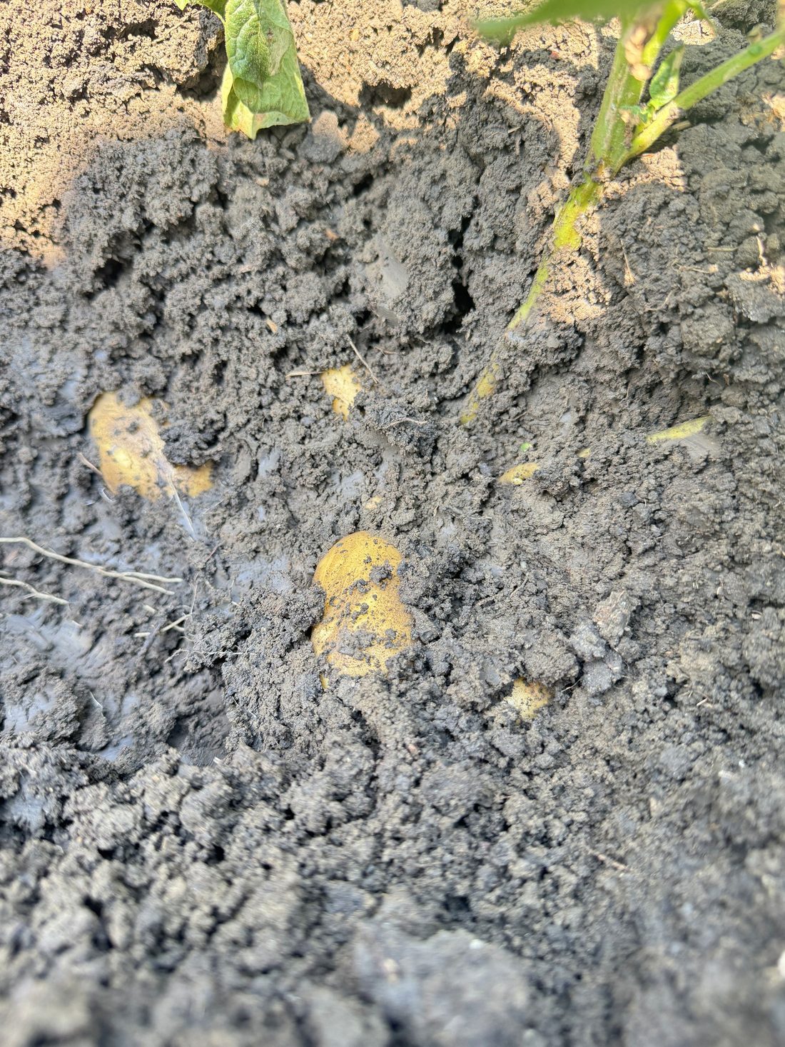 Fresh potatoes in soil